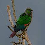 Conure de Souancé