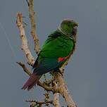 Conure de Souancé