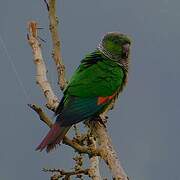 Conure de Souancé
