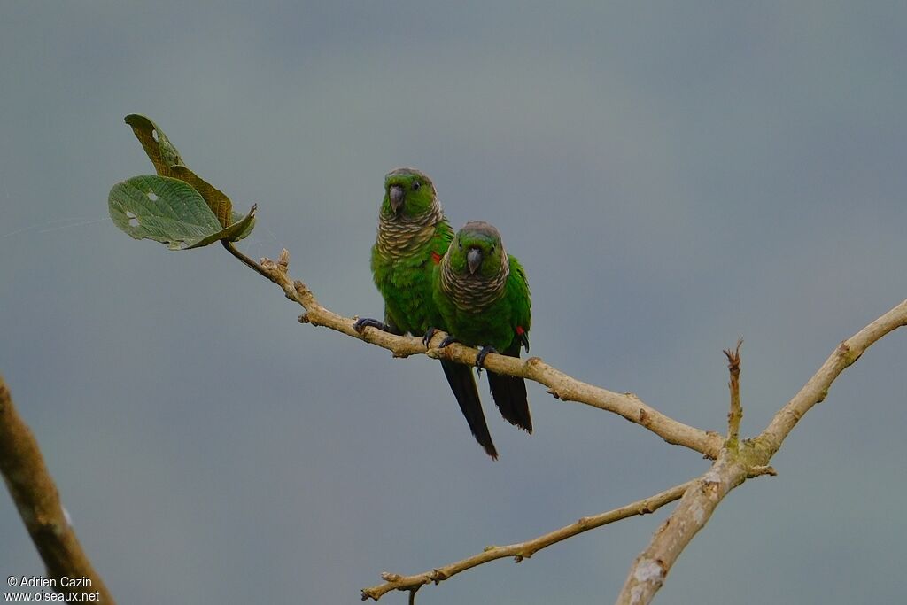 Conure de Souancéadulte