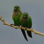Conure de Souancé