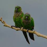 Conure de Souancé