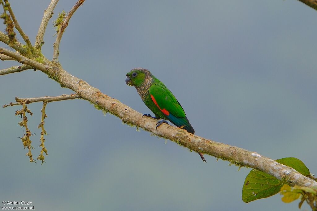 Conure de Souancéadulte