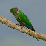 Conure de Souancé