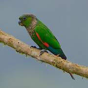 Conure de Souancé