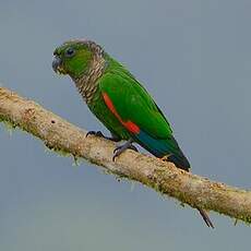 Conure de Souancé