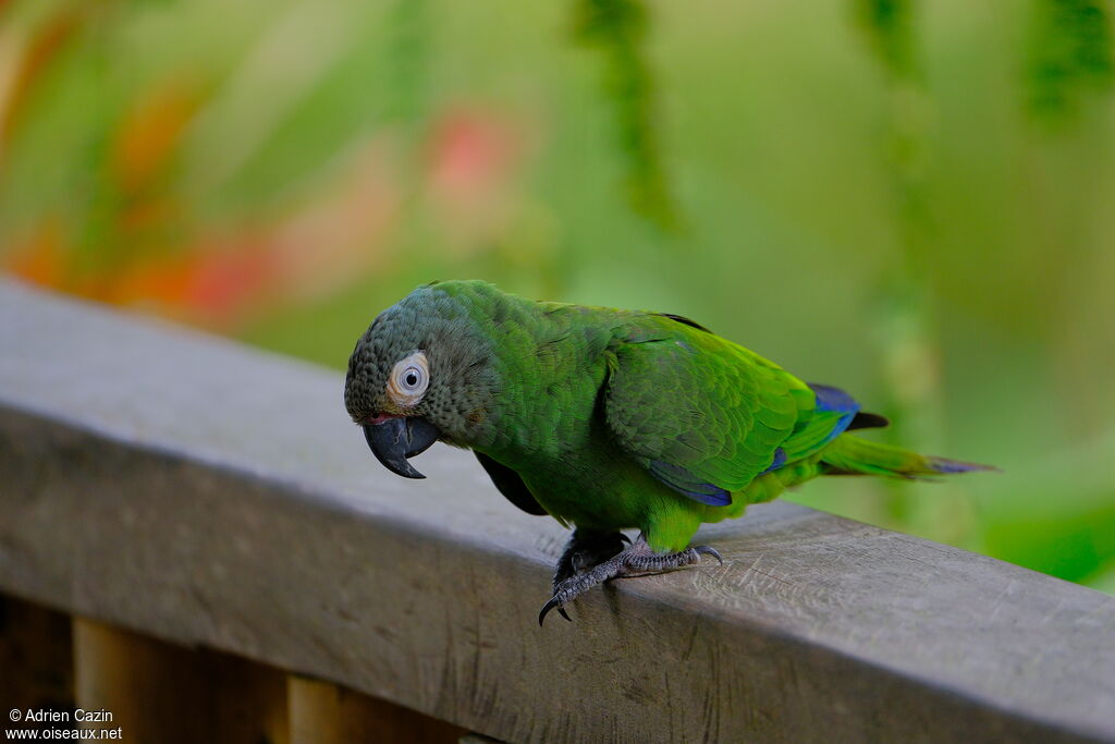 Dusky-headed Parakeetadult, identification