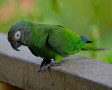 Conure de Weddell