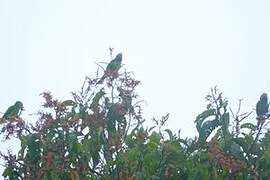 Conure de Weddell