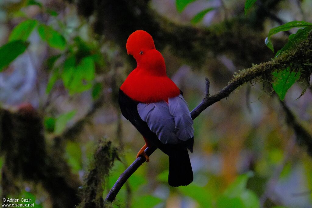 Andean Cock-of-the-rock male adult