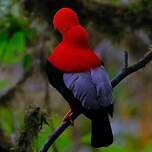 Coq-de-roche péruvien