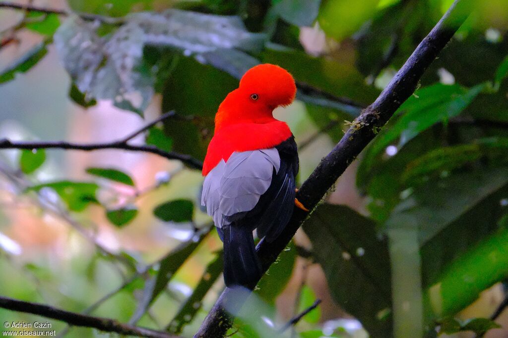 Andean Cock-of-the-rock male adult