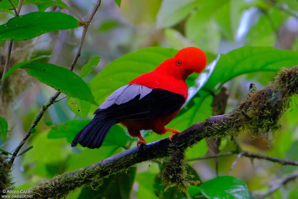Andean Cock-of-the-rock male adult, identification