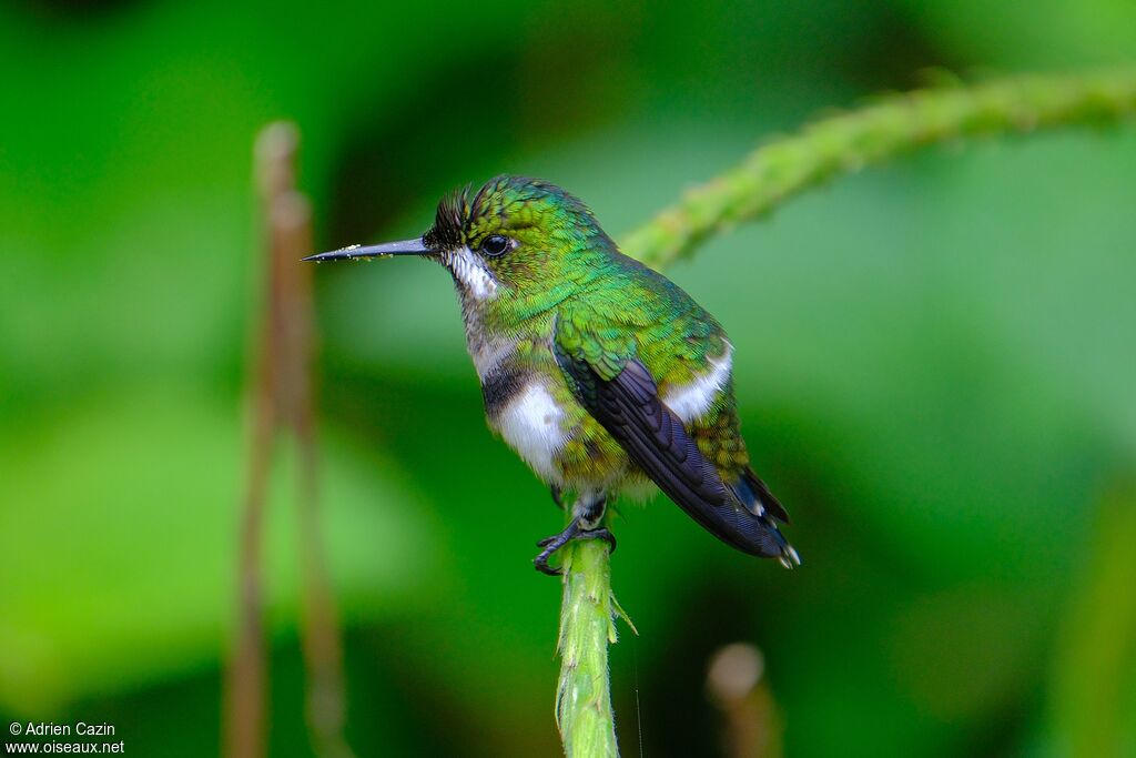 Green Thorntail female adult, identification