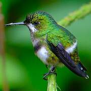 Green Thorntail