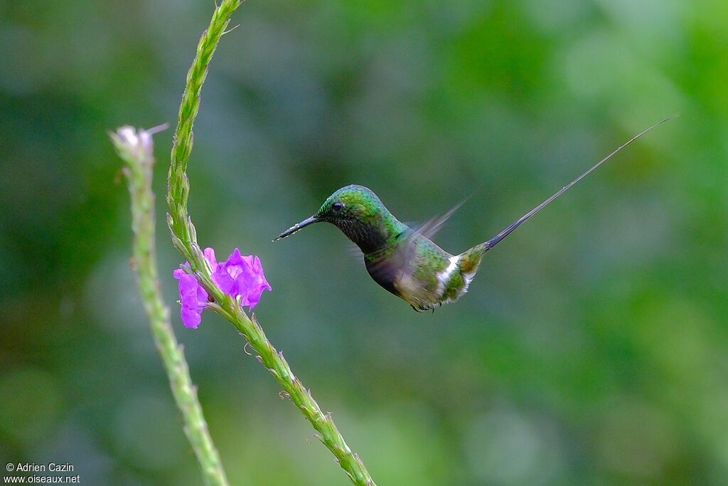Green Thorntail male adult, eats