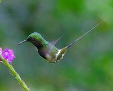 Green Thorntail