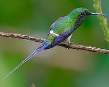 Green Thorntail