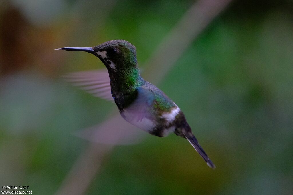 Green Thorntail female adult, Flight