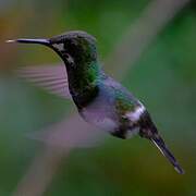 Green Thorntail