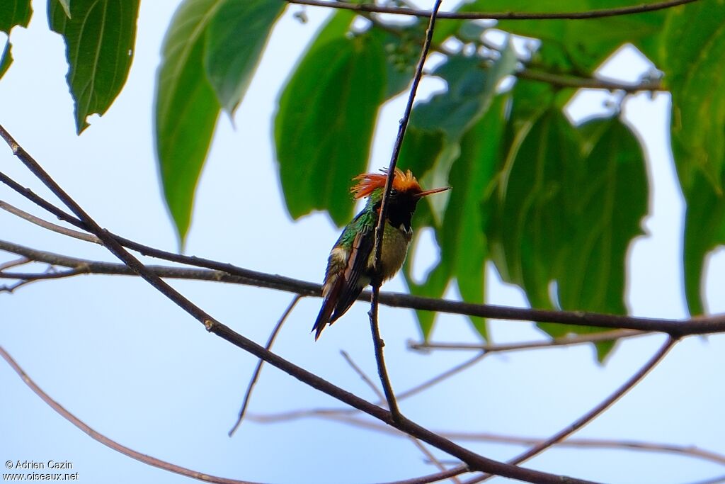Spangled Coquette male adult