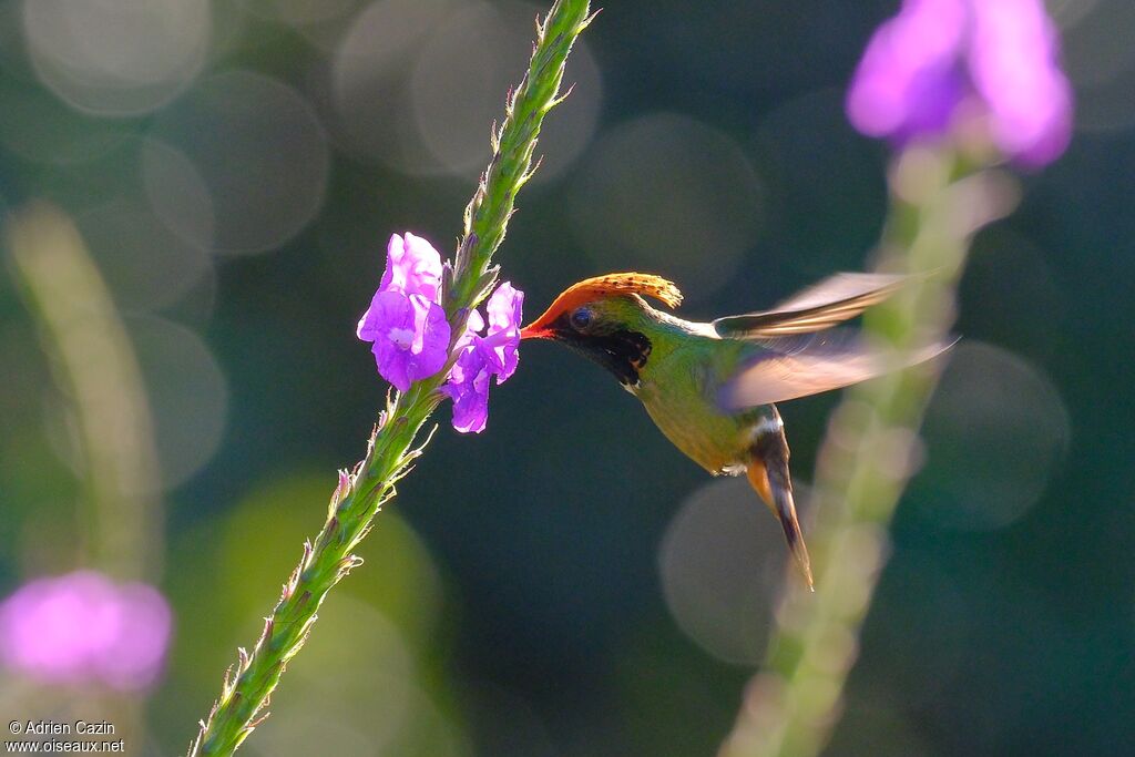 Spangled Coquette male adult, identification