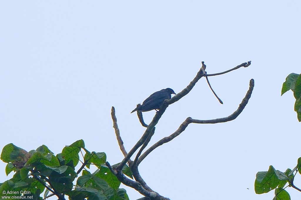 Bare-necked Fruitcrow female adult