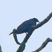 Bare-necked Fruitcrow