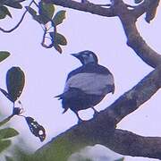 Bare-necked Fruitcrow