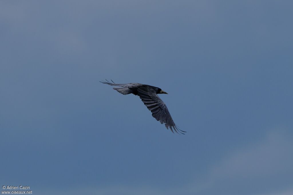 Corbeau freux