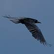 Corbeau freux