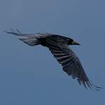 Corbeau freux