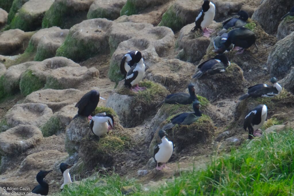 Otago Shag, colonial reprod.