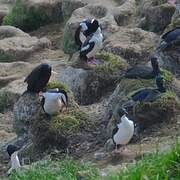 Otago Shag