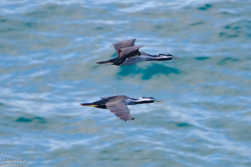 Spotted Shagadult, Flight