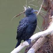 Little Black Cormorant