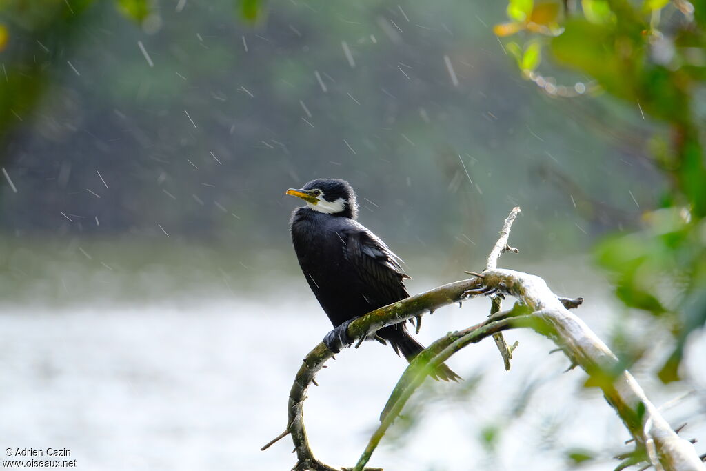 Little Pied Cormorantadult