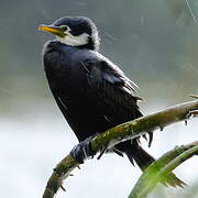 Little Pied Cormorant