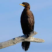 Little Pied Cormorant