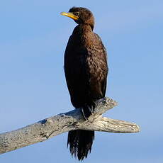 Cormoran pie