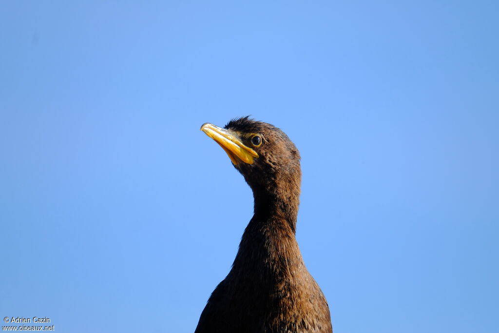 Little Pied Cormorantjuvenile, close-up portrait