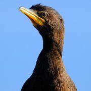 Little Pied Cormorant