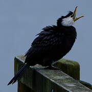 Little Pied Cormorant