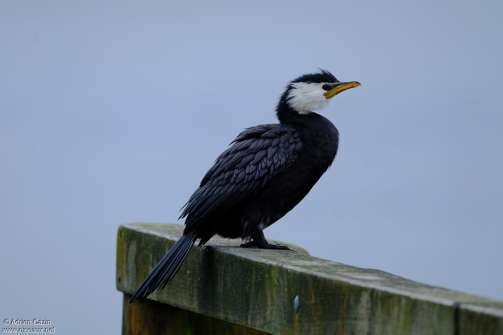 Little Pied Cormorantadult, identification