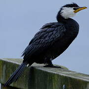 Little Pied Cormorant