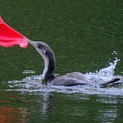 Australian Pied Cormorant