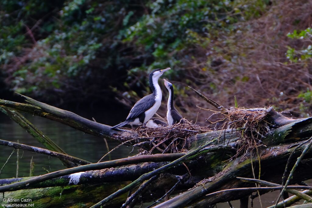 Australian Pied Cormorant, Reproduction-nesting