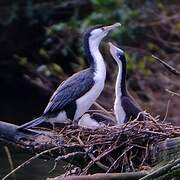 Australian Pied Cormorant