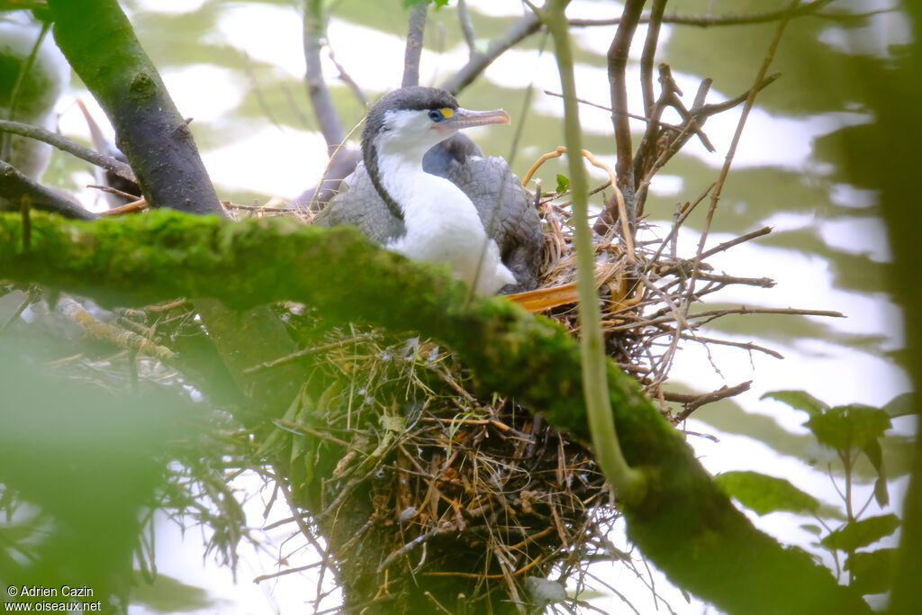 Australian Pied Cormorant, Reproduction-nesting