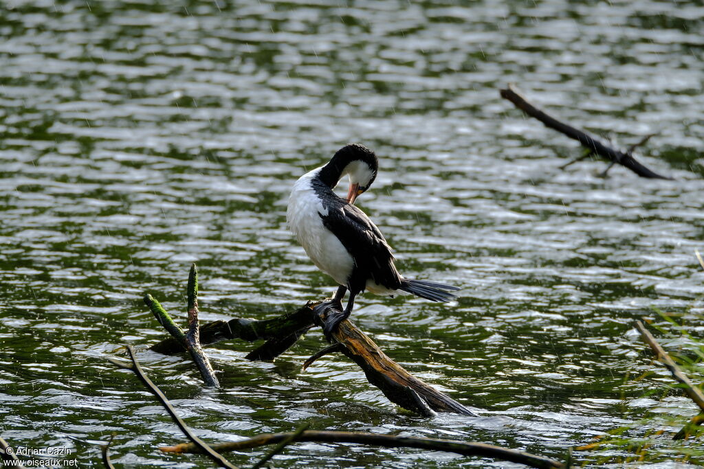 Australian Pied Cormorantadult, care